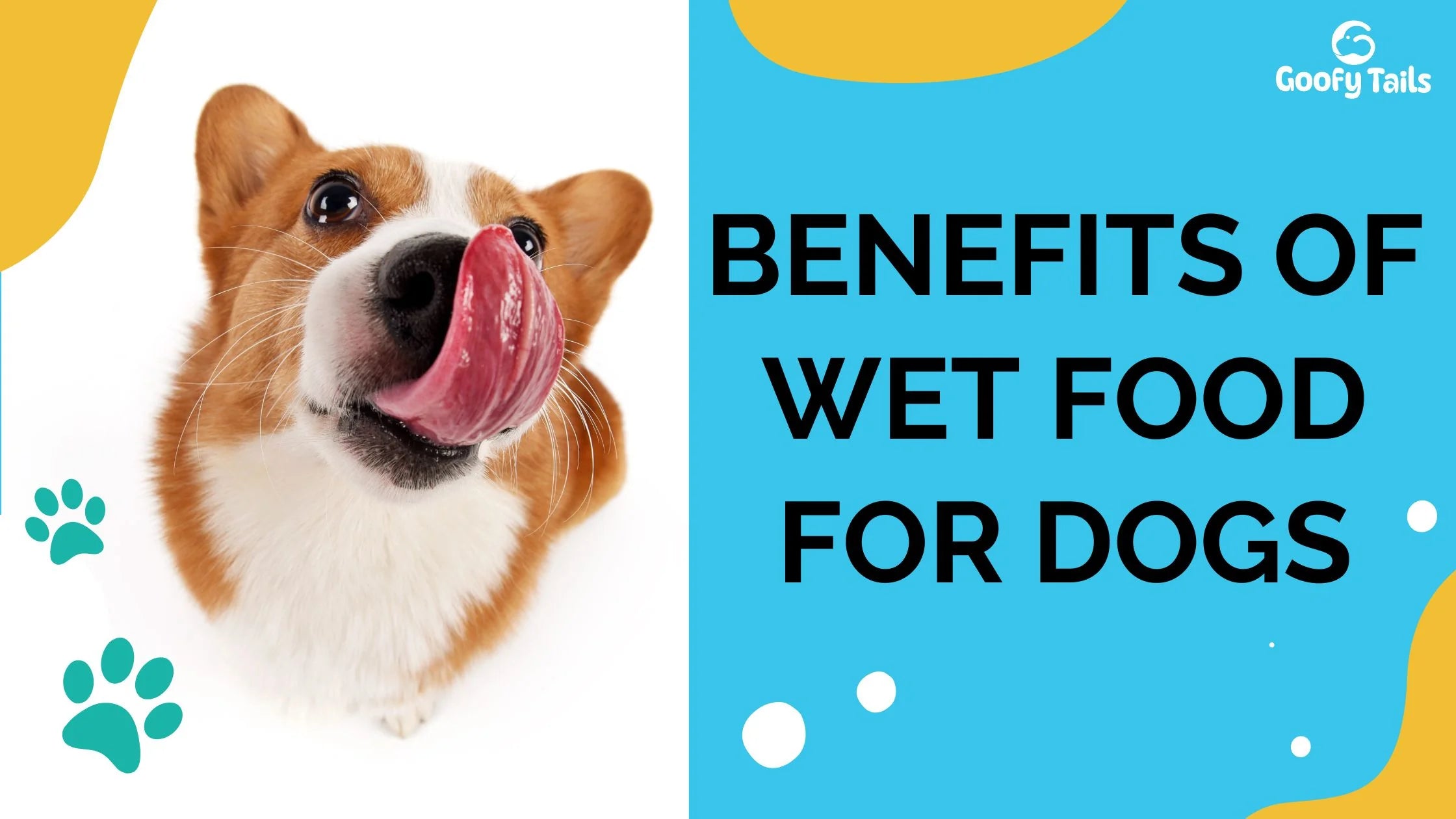 Benefits of Wet Food For Dogs from goofytails.com