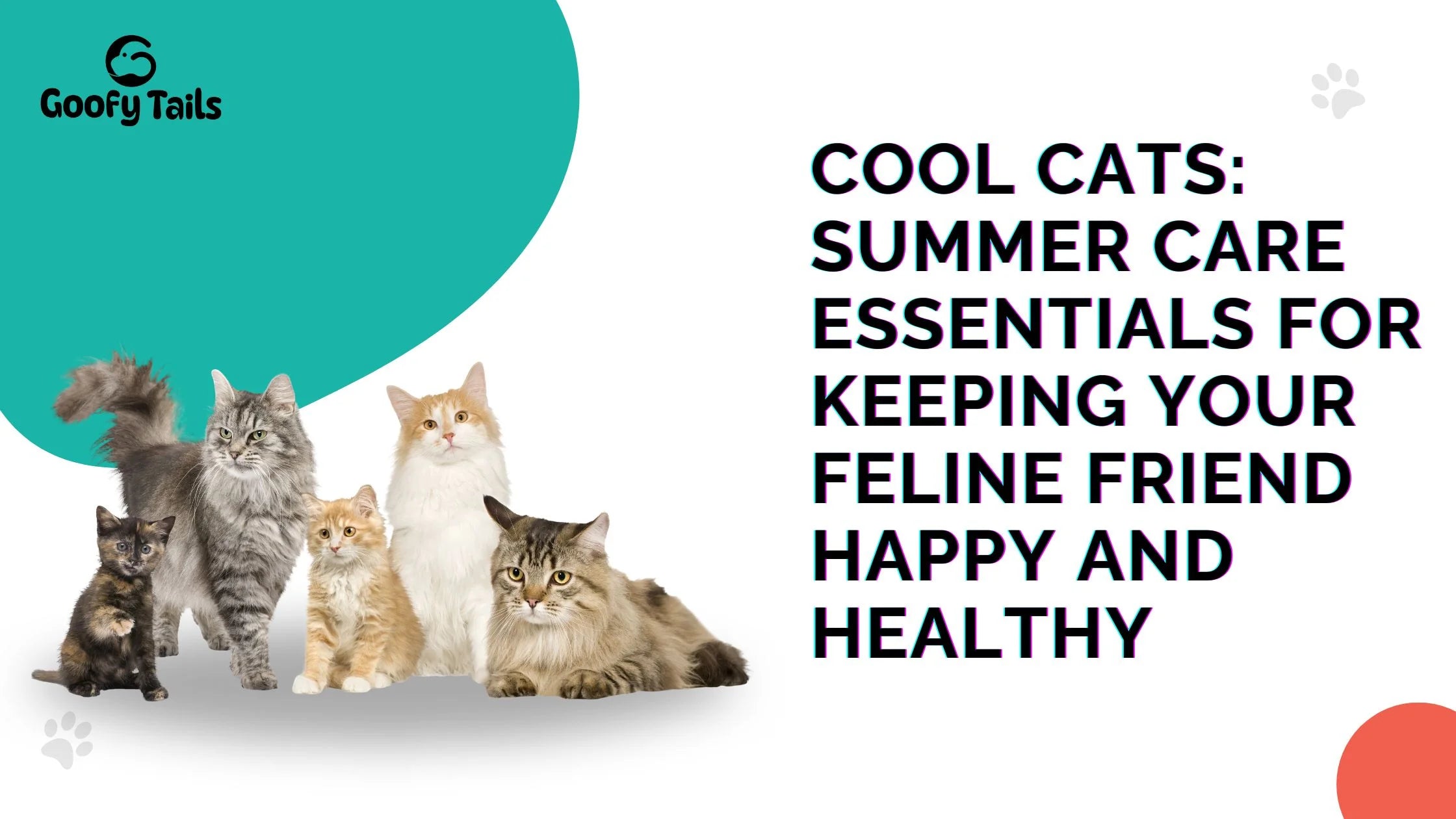 Cool Cats: Summer Care Essentials for Keeping Your Feline Friend Happy and Healthy