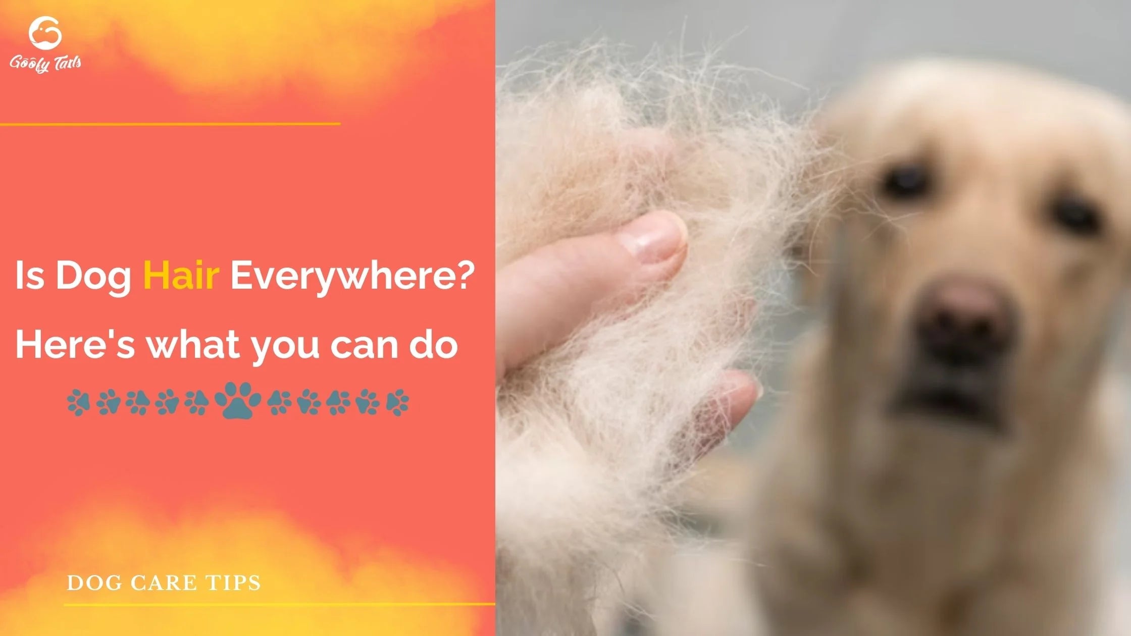 Is dog hair everywhere?  Here's what you can do - blog from goofytails.com