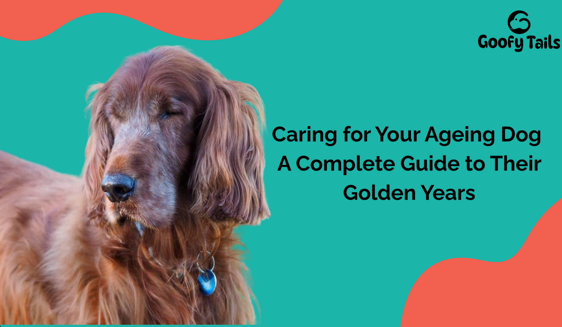 Caring for Your Ageing Dog: A Complete Guide to Their Golden Years