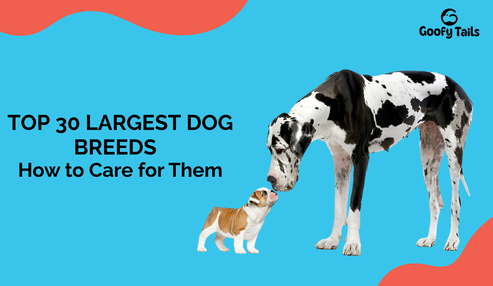 Top Largest Dog Breeds and How to Care for Them
