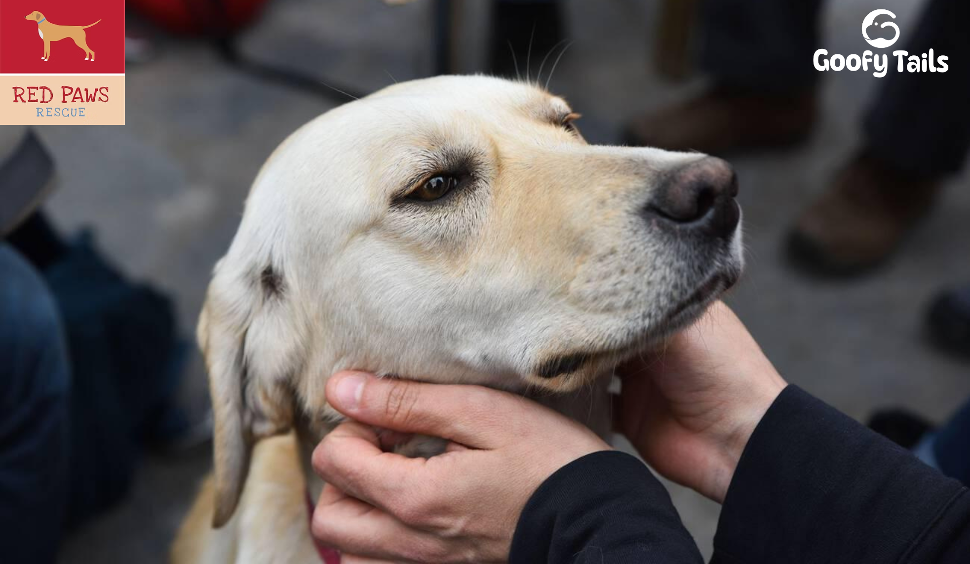 Every Dog and Cat Deserves a Second Chance: Goofy Tails x Red Paws