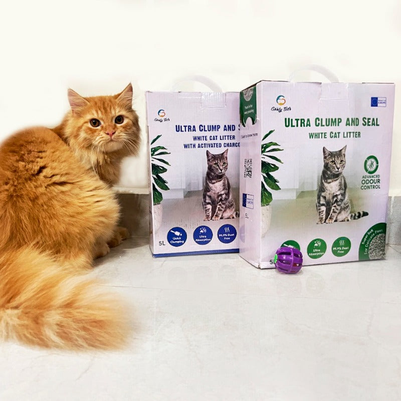 a persian cat sitting with a two packets of ultra clumping bentonite cat litter