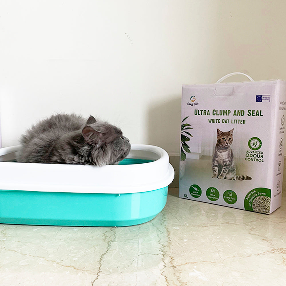 a persian cat sitting in litter tray with goofy tails cat litter box