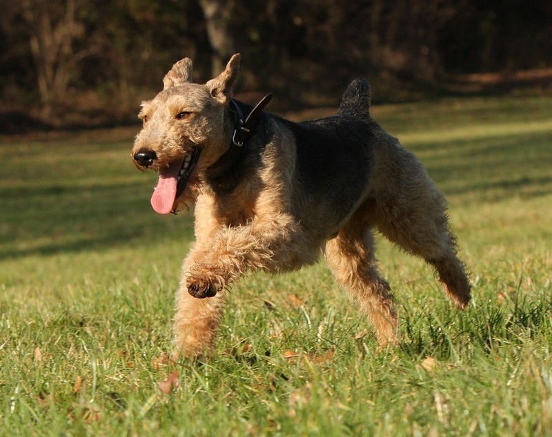Welsh Terrier