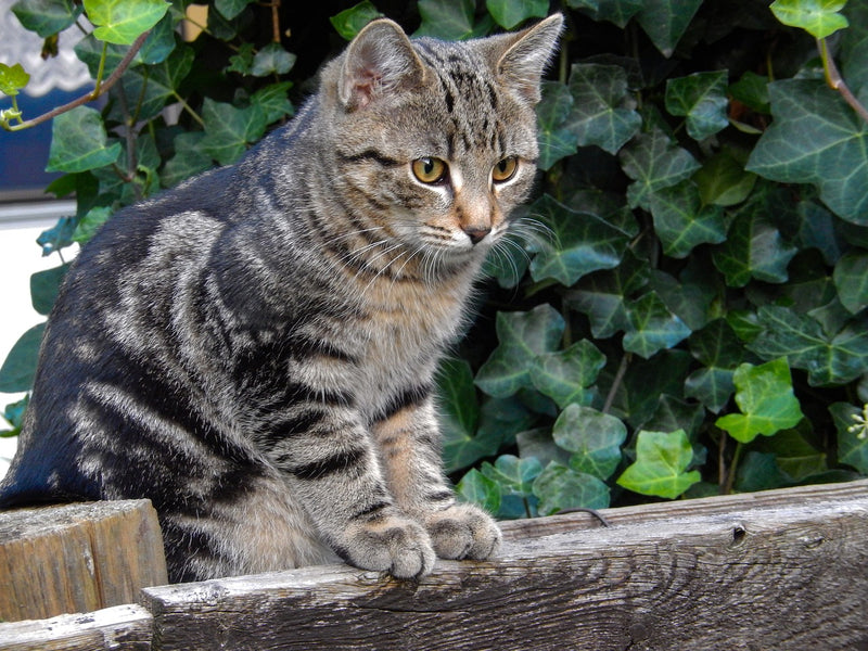American Bobtail