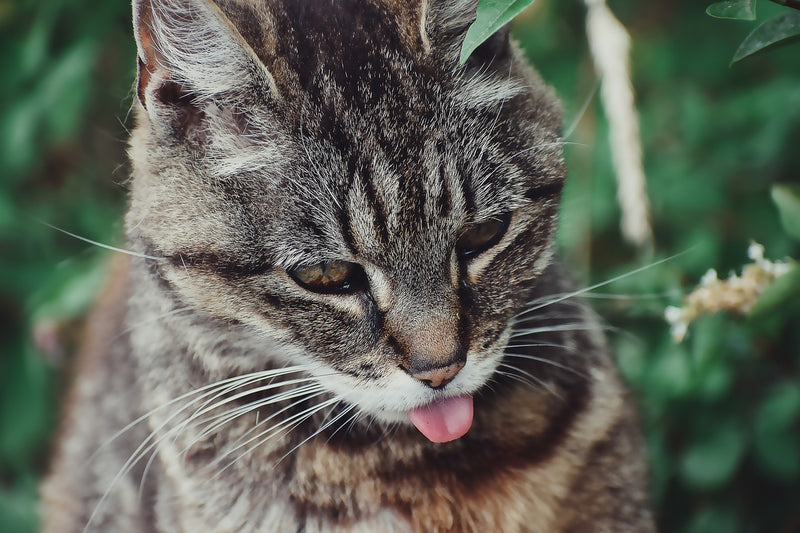American Wirehair