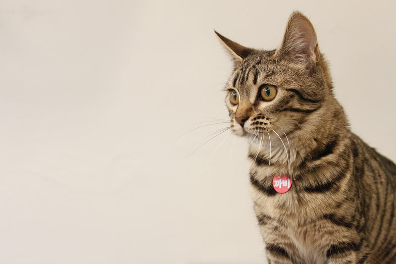 Bengal Cat