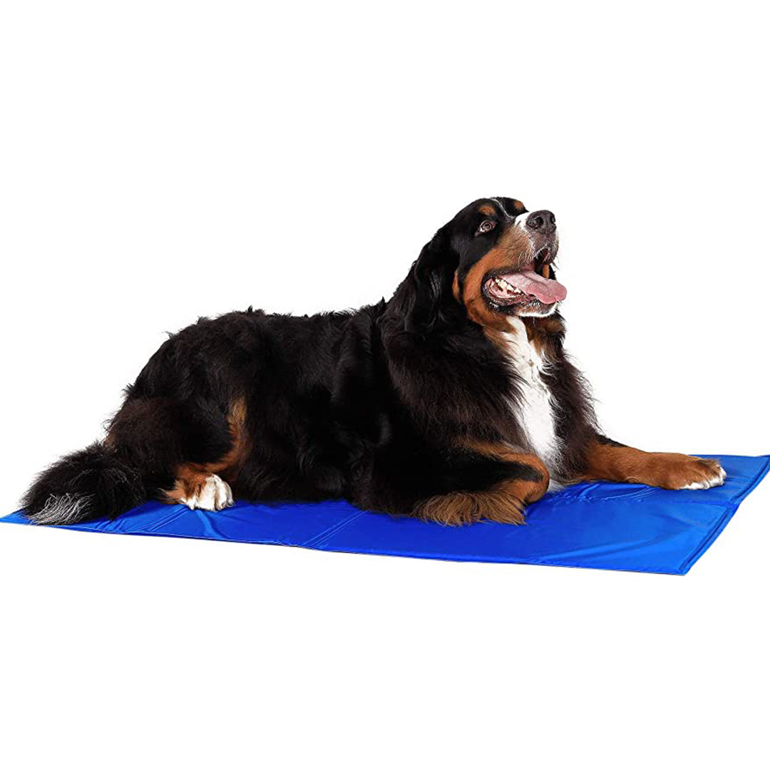 Bernese Mountain Dog sitting on a cooling mat