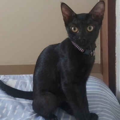 Pet Parent of Binx: Sashi