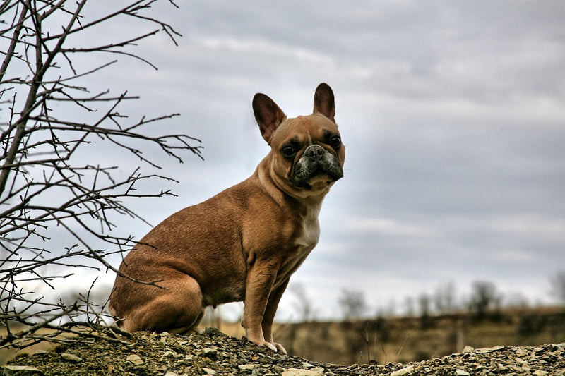 French Bulldog