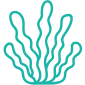 Seaweed