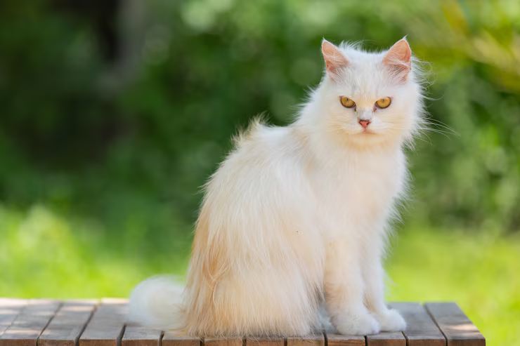 Turkish Van
