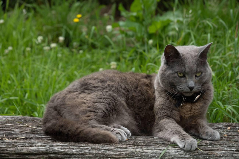 Chartreux Cat