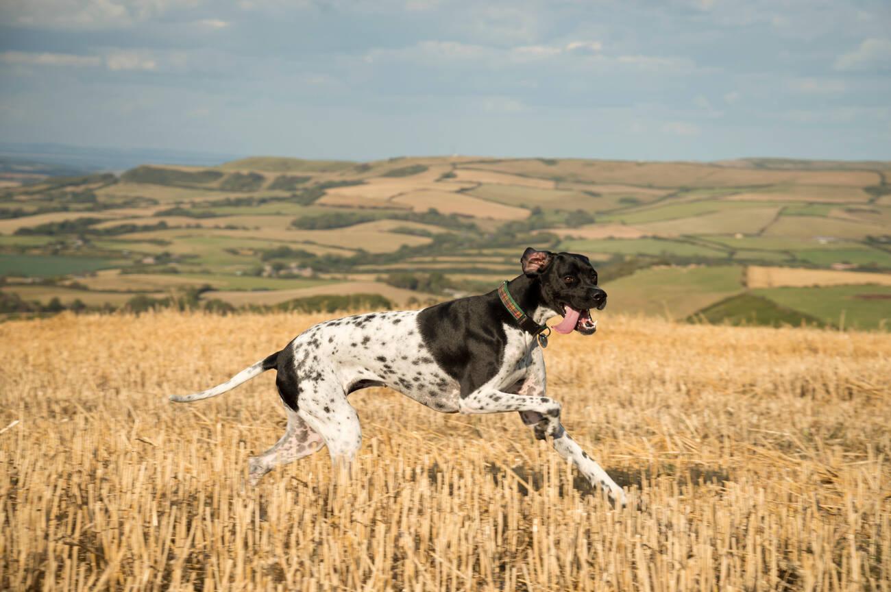 English Pointer