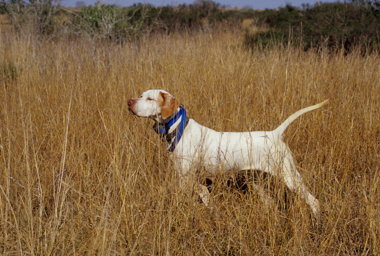 English Pointer