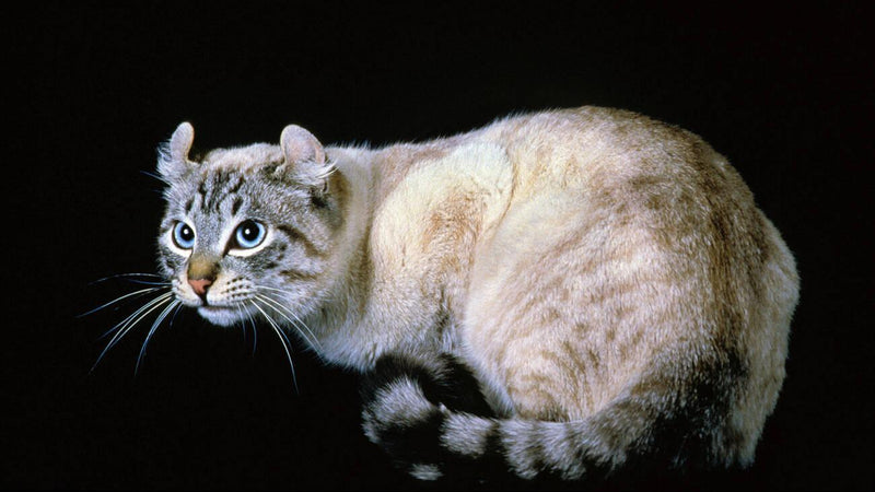 American Curl