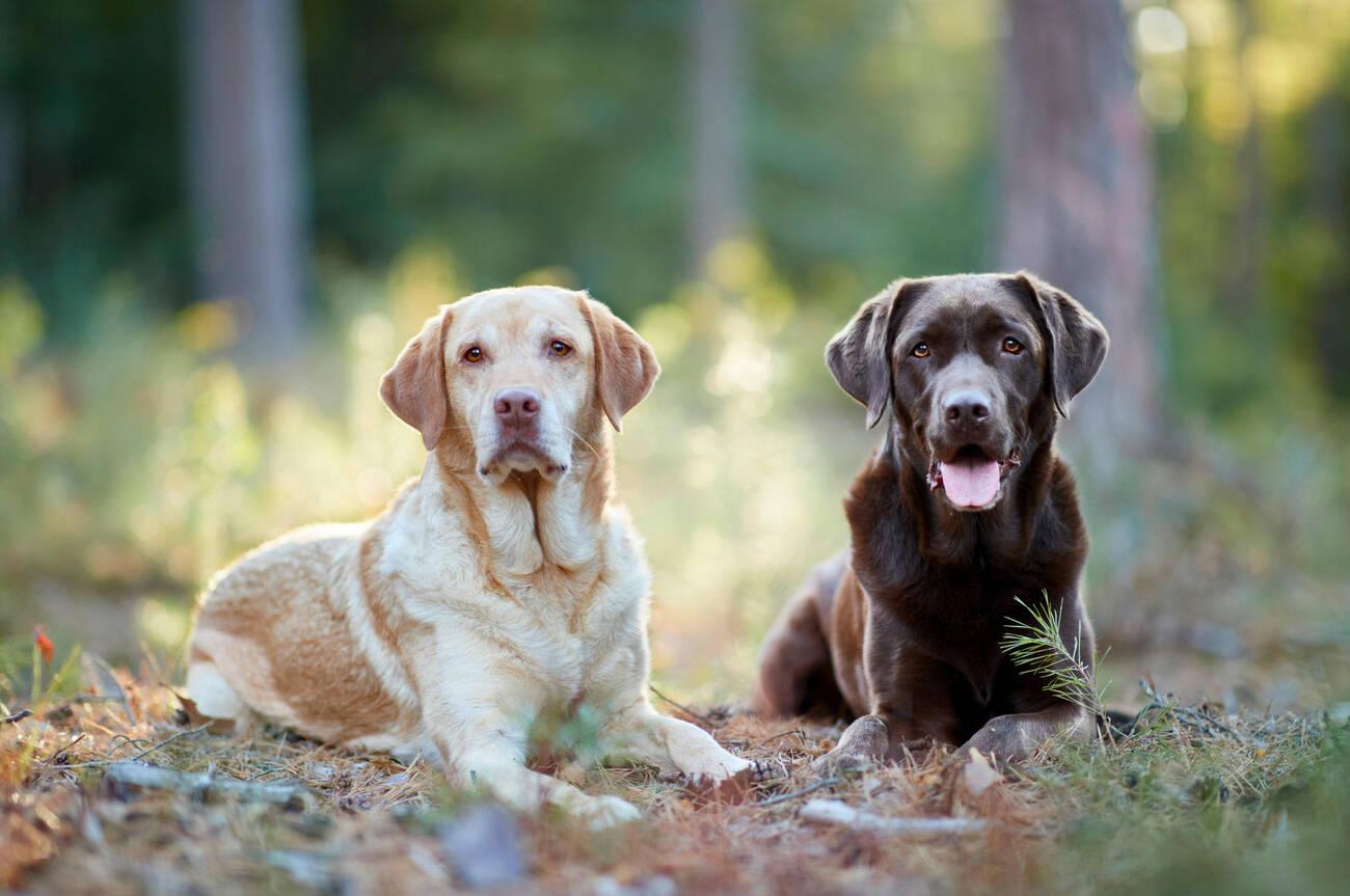 Labrador Retriever Golden Retriever