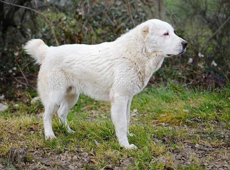 Alabai (Central Asian Shepherd)