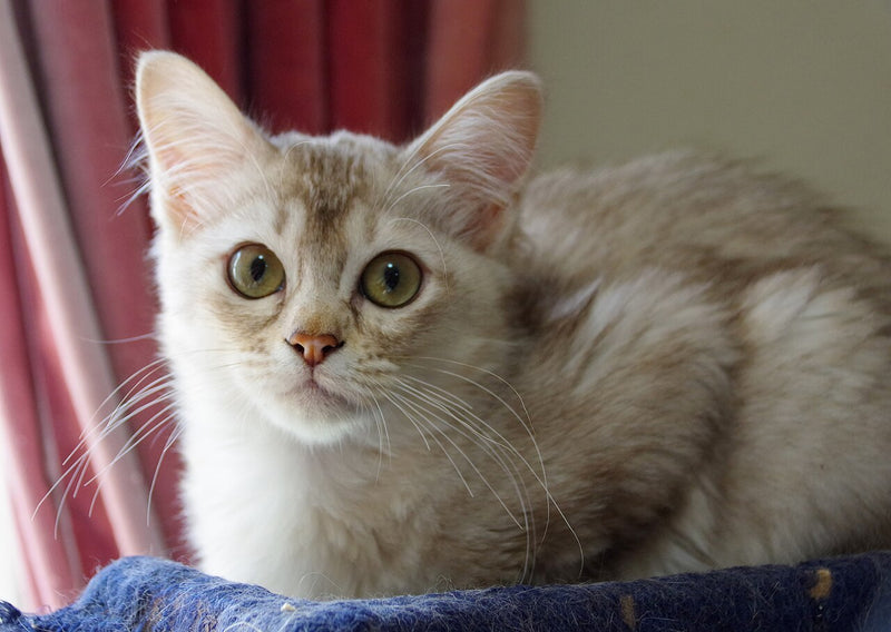 Asian cat