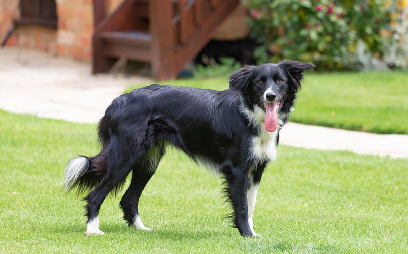 Border Collie