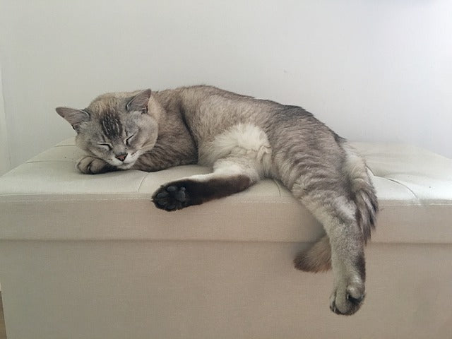 Burmilla Cat