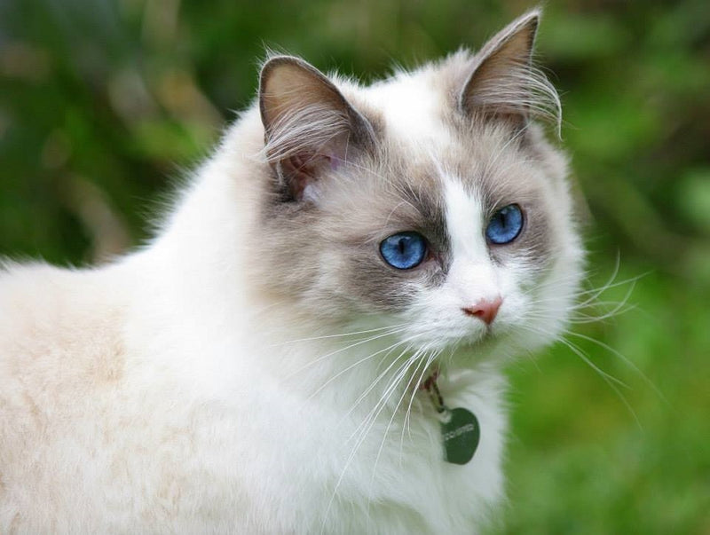 Ragdoll Cat