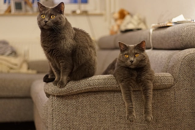 Chartreux Cat Breed