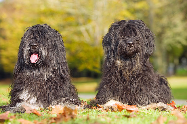 Portuguese Sheepdog