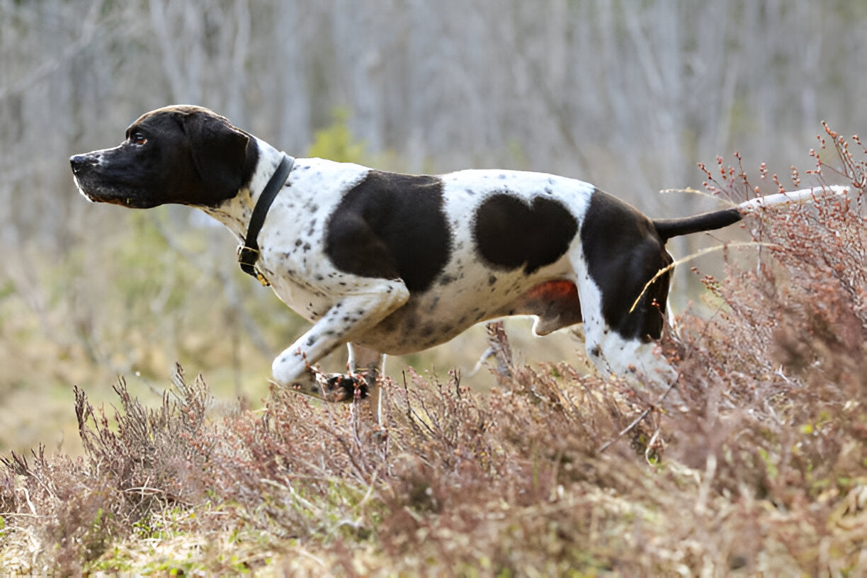 English Pointer Baying