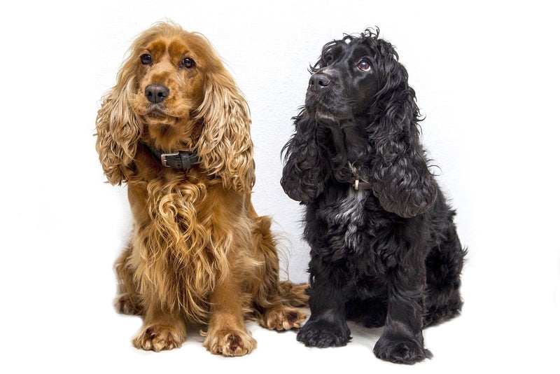 English Cocker Spaniel