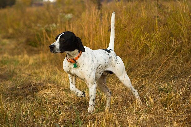 English Pointer