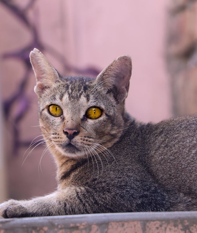 Indie Cats
