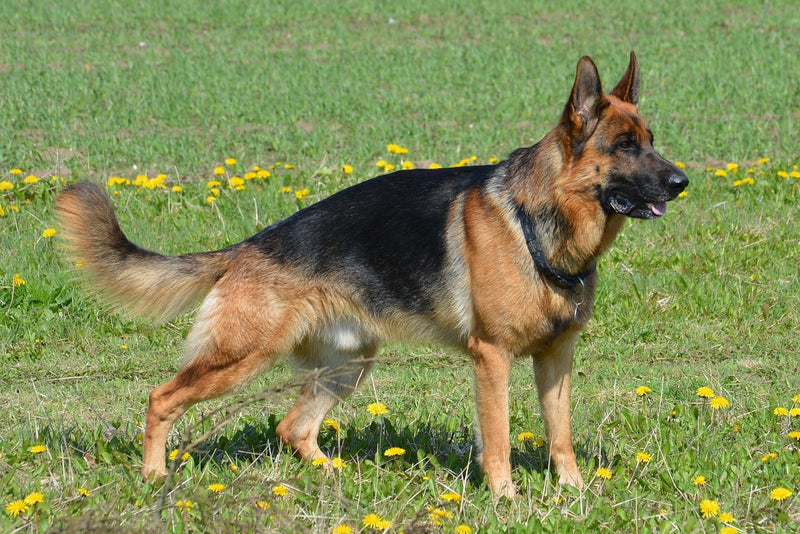 German Shepherd (Alsatian)