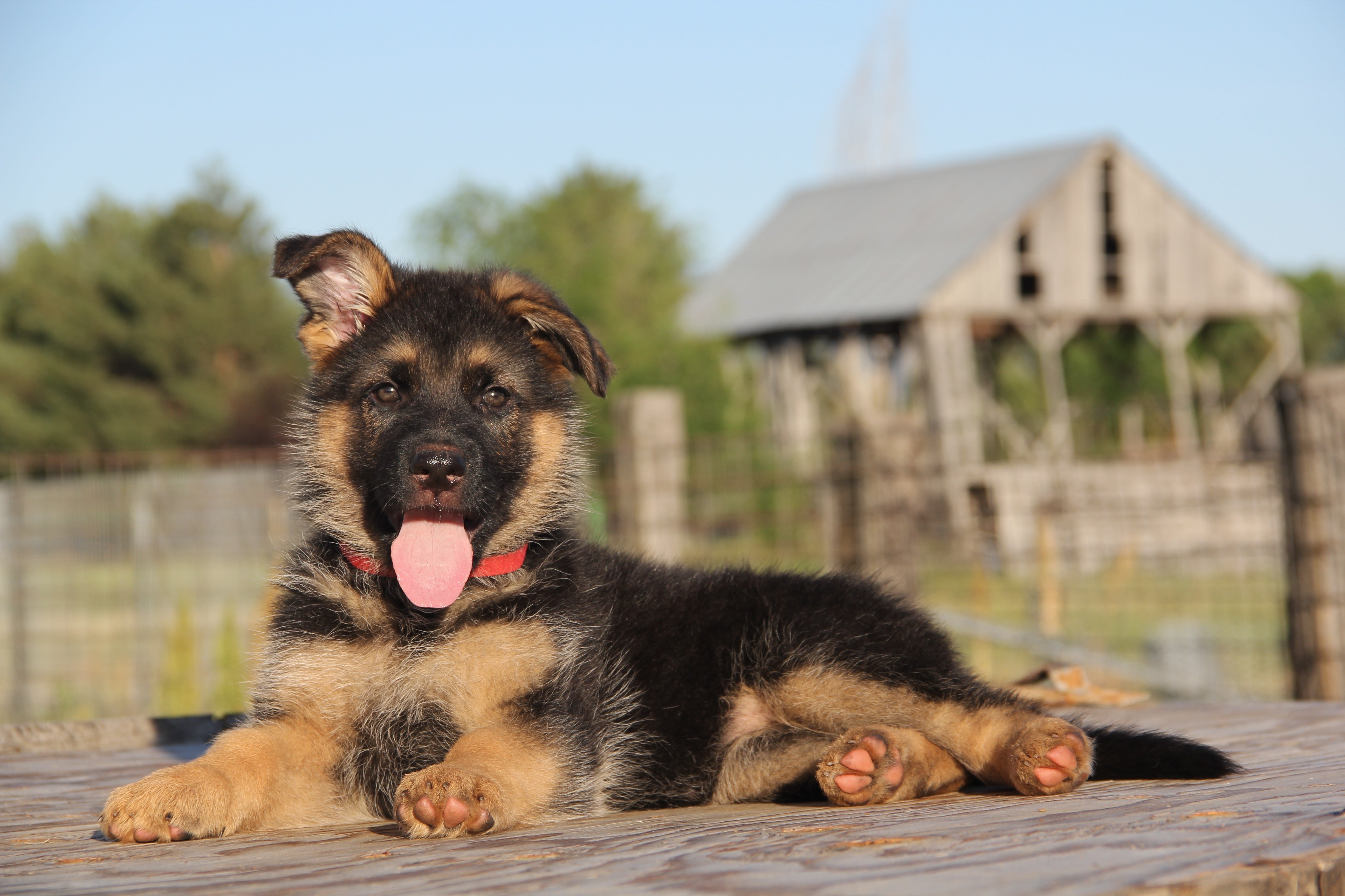 German Shepherd