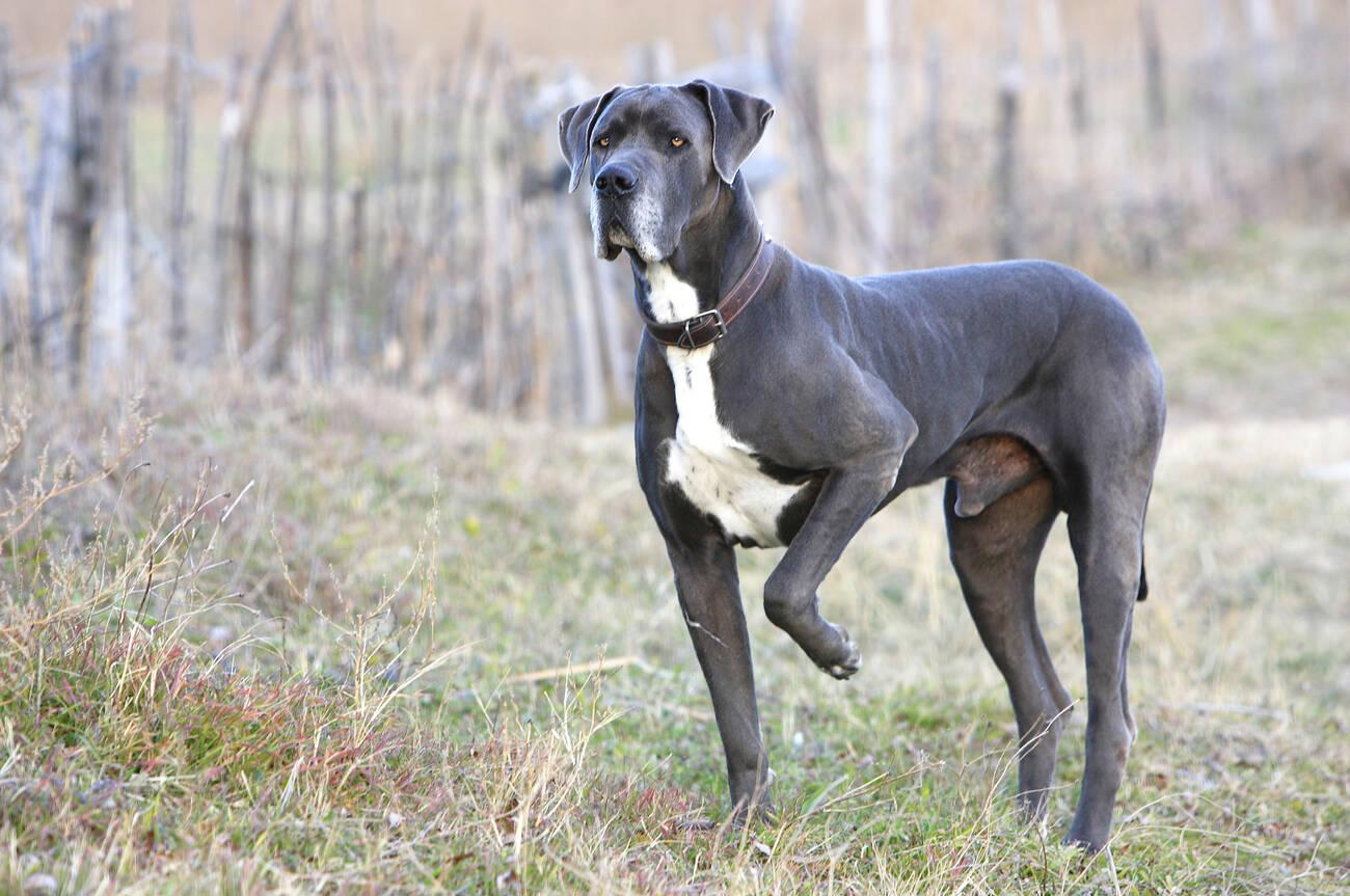 Great Dane