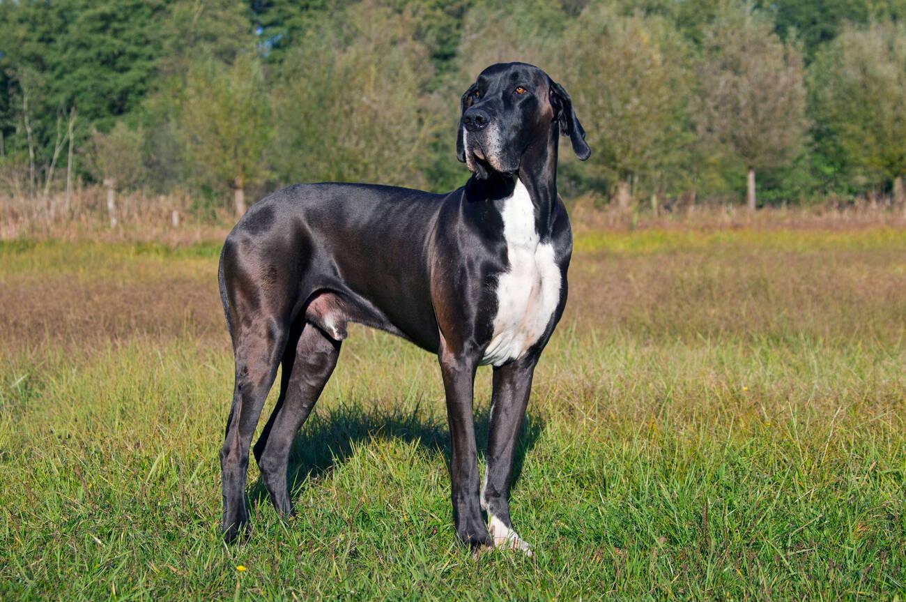 Great Dane