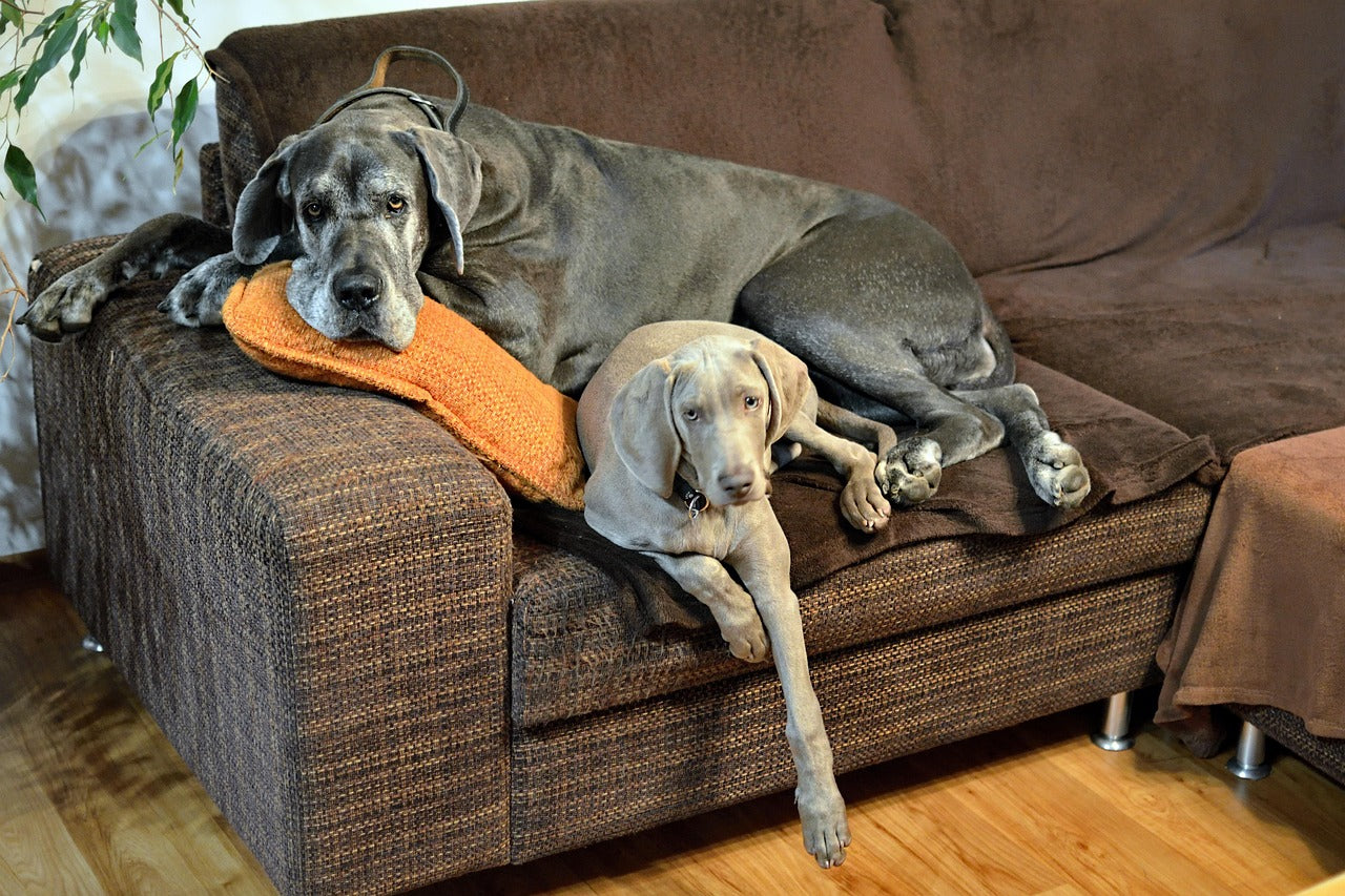Great Dane