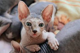 Peterbald