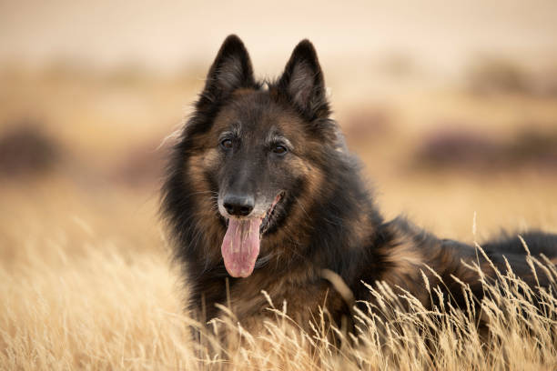 Belgian Tervuren