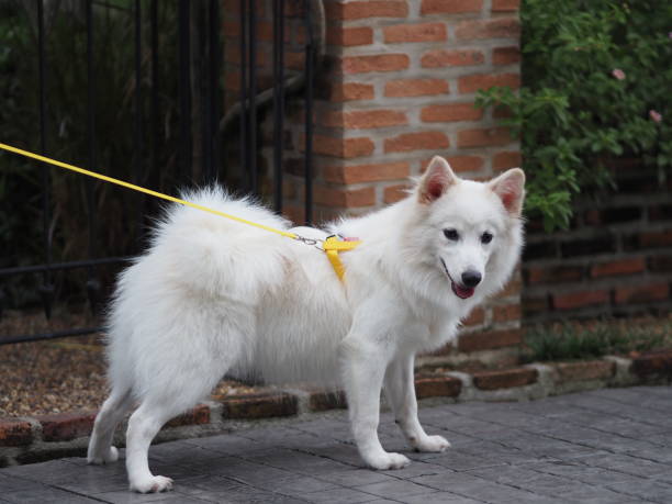 Japanese Spitz
