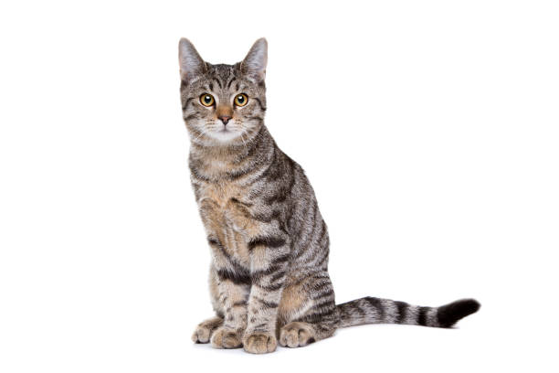 European Shorthair