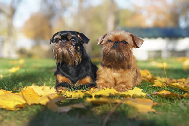 Brussels Griffon (Griffon Bruxellois)