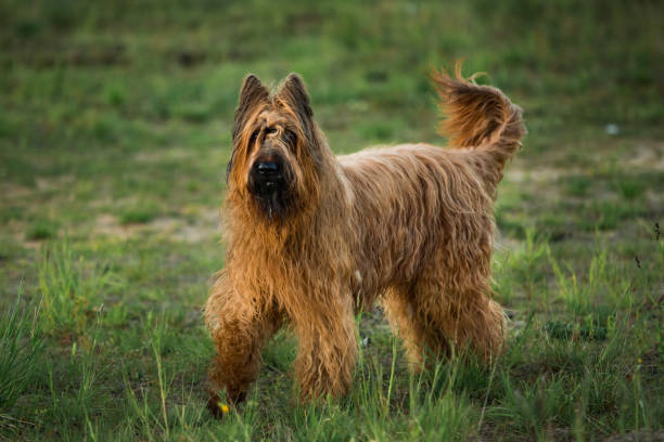 French Sheepdog (Briard)