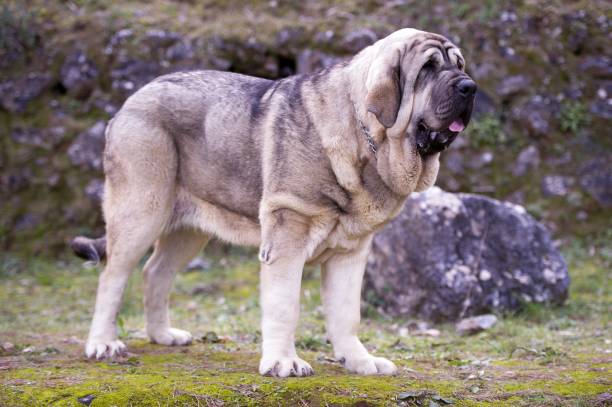 Spanish Mastiff (Mastín Español)