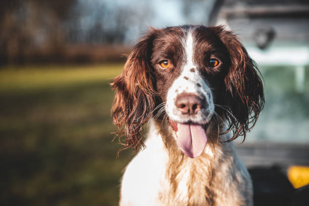 English Springer Spaniel