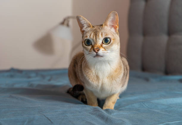 Singapura Cat