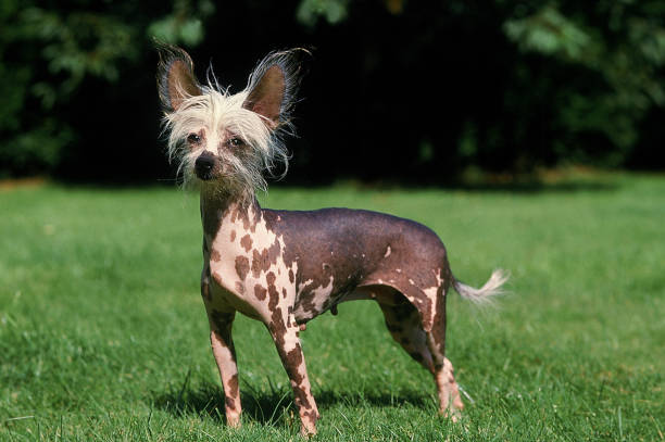 Chinese Crested Dog