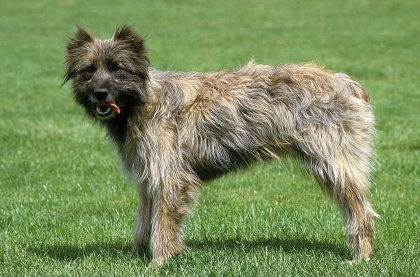 Pyrenean Sheepdog