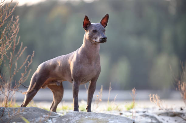 Mexican Hairless Dog (Xoloitzcuintli)